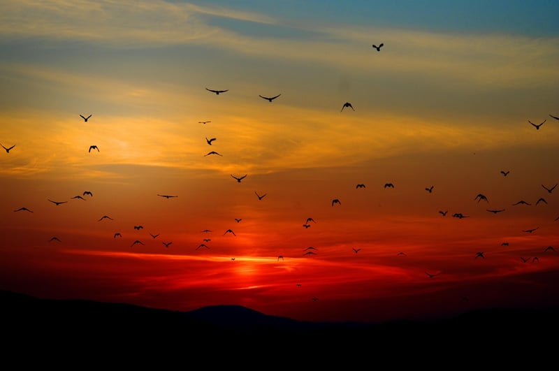 Sunrise Hope